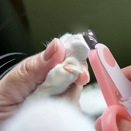coupe griffe chat | KittyClic - Woufie