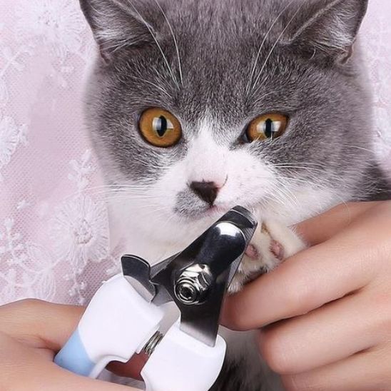 coupe griffe chat | SafeCut - Woufie
