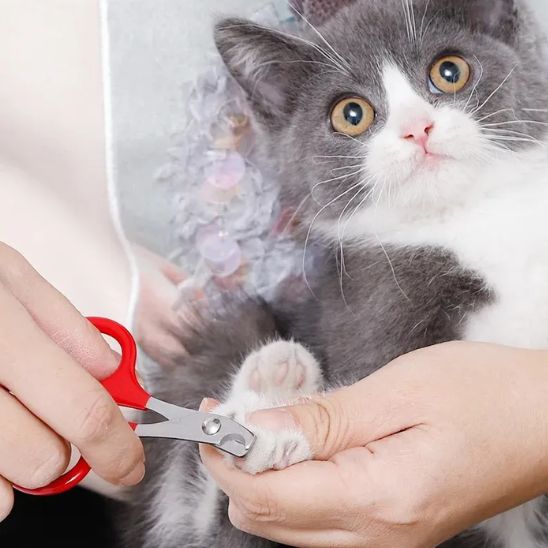 coupe griffe pour chat | SoftClip - Woufie