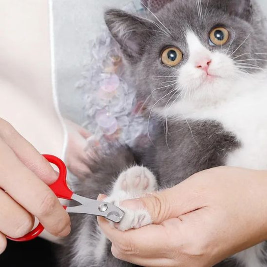 coupe griffe pour chat | SoftClip - Woufie