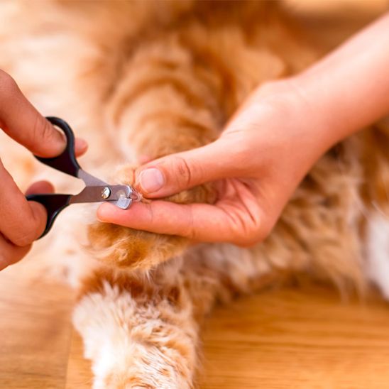 coupe griffe pour chat | SoftClip - Woufie