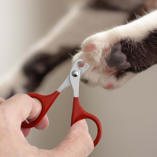 coupe griffe pour chat | SoftClip - Woufie