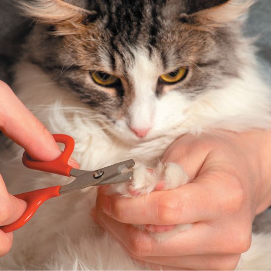 coupe griffe pour chat | SoftClip - Woufie