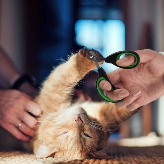 coupe ongle chat | ZenClip - Woufie